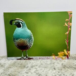 Wall Art Canvas Quail Bird 16x12  Nature Photography Home Decor Picture Wildlife